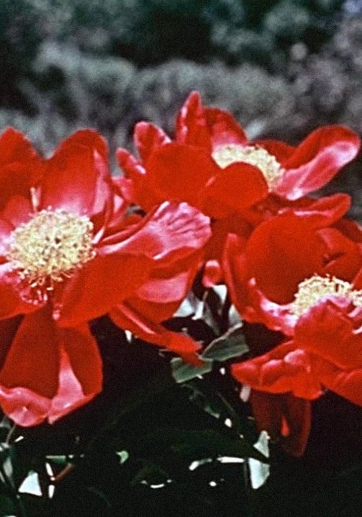 Le Chant de la fleur introuvable en streaming